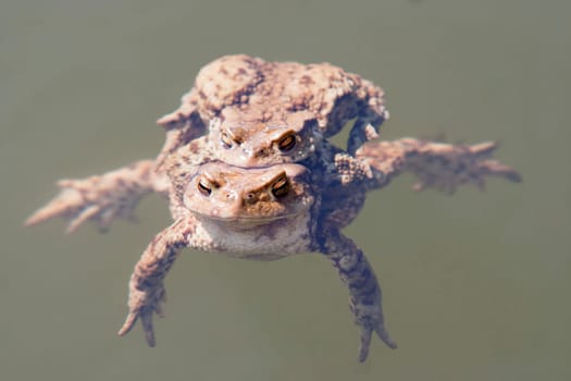 Detail of the toads in water - pairing