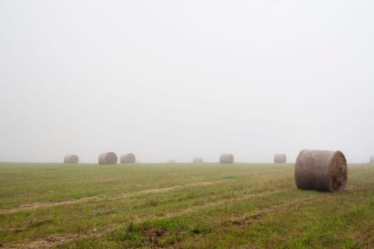 Shot of the misty landscape - meadow in the mist
