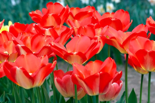 Detail of the spring flower - tulip