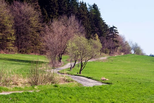 Country and forest road - nobody - outdoor