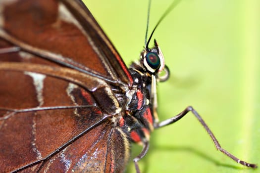 Detail of the Morpho peleides - Blue Morpho Butterfly