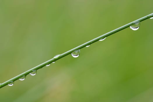 Abstract macro - close-up of the dew drops