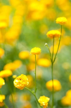 Close-up of a yellow flower blossom
