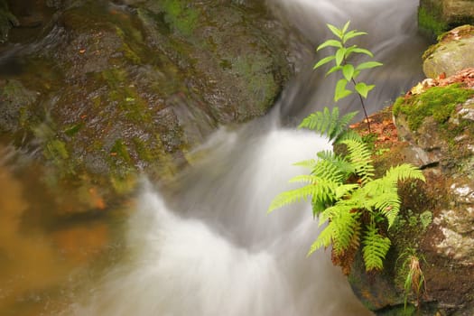 Flowing water of mountain stream and green plant