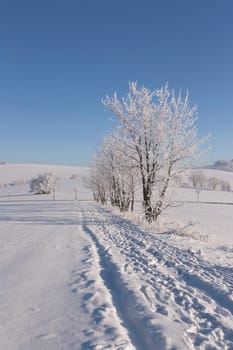 Path with snowy trees and blue sky (Kraliky, Czech Republic, Europe)