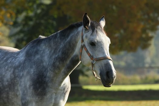 Horse suitable for the hippotherapy