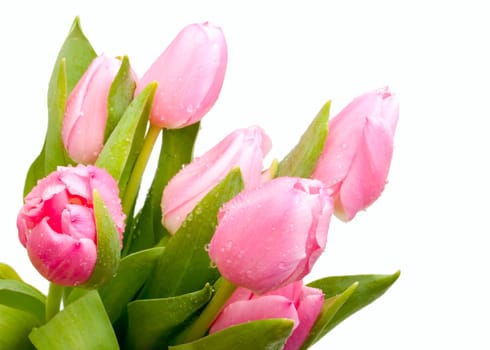 Pink Tulips Bouquet Isolated on White Background