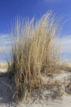 Beach grass on a dune on the Baltic Sea