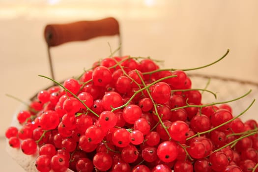 freshly harvested red currants