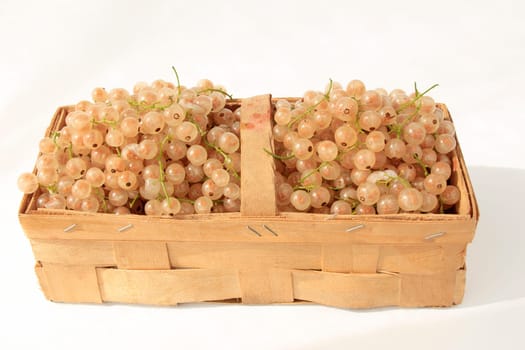 freshly harvested white currants in chip basket against neutral background