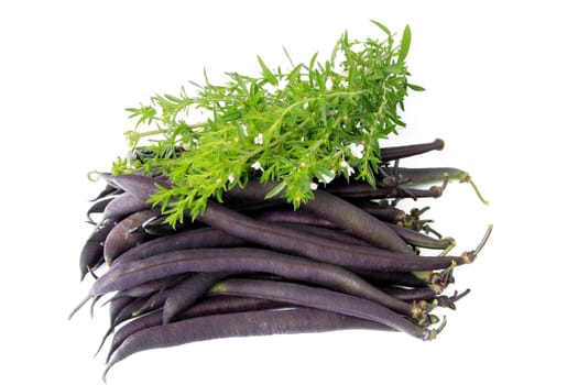 blue garden beans with sprigs of hardy savory (mountain savory)