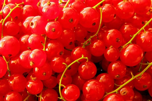 freshly harvested red currants