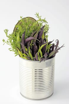 Blue and yellow garden beans,freshly picked and together with winter savory in a tin can