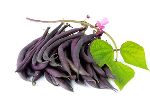 blue garden beans with flowering branch isolated against white background