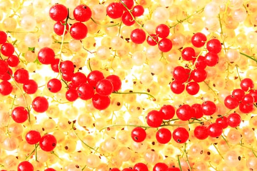 white and red currants