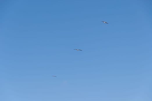 Sky with Three seagulls in flight in Cornwall