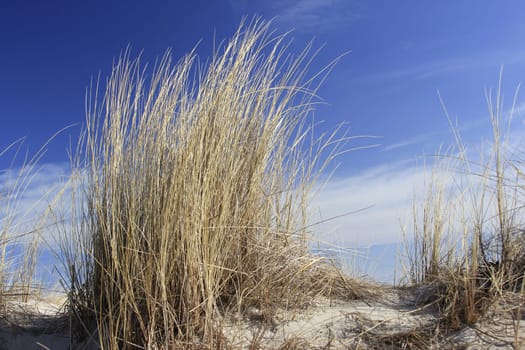 Beach grass in front of a blue sky on the Baltic Sea