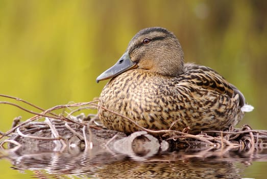 BREEDING PROCESS - Mallard (Anas platyrhynchos)