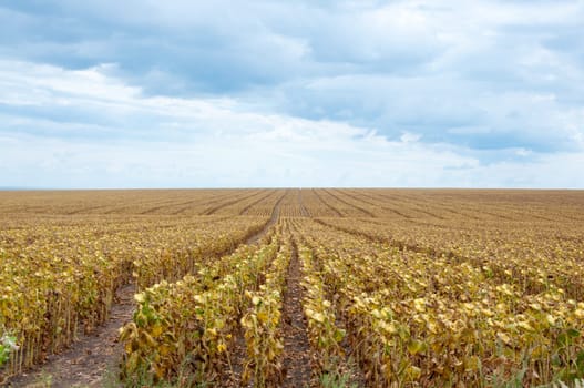 Dry sunflower field over cloudy blue sky