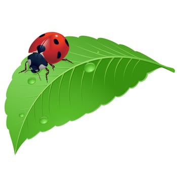 Ladybird on grass with water drops. Illustration on white background.