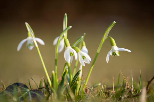 Snowdrop