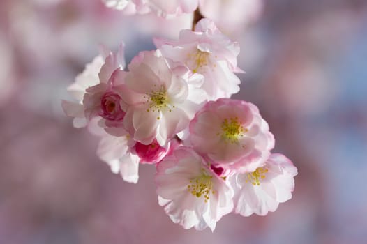 Cherry blossom