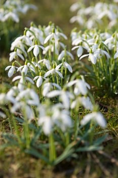 Snowdrop