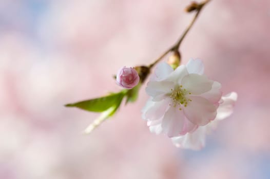 Cherry blossom
