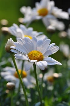 Margarites