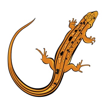 Realistic gecko lizard. Illustration on white background for design