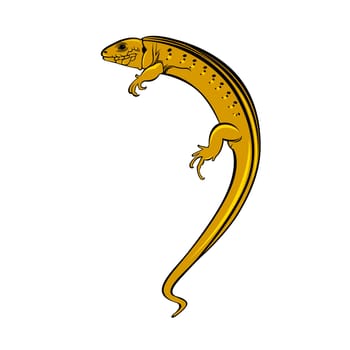 Lizard a gecko. Illustration on white background for design