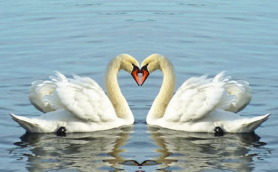 Beautiful white loving swans floating with their wings open on water lake of Geneva, Switzerland