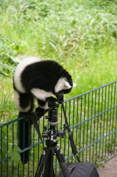 Black-and-white Vari,sitting on a small fence,examines a camera tripod and a camera bag