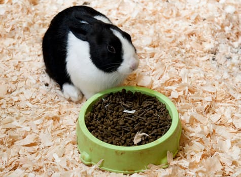 black and white dutch rabbit on hay eating ration
