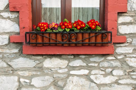 irish window with gorgeous primula piano flowers