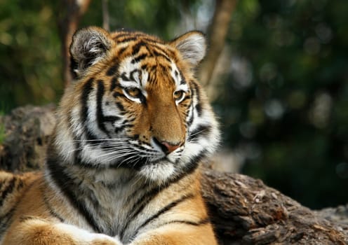 TigerPortrait