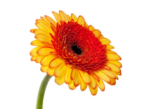 Gerbera yellow orange,flower against white background