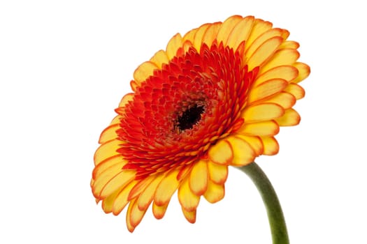 Gerbera yellow orange,flower against white background