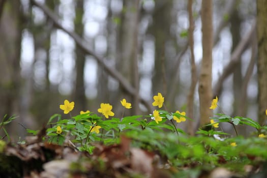blooming yellow anemones in spring