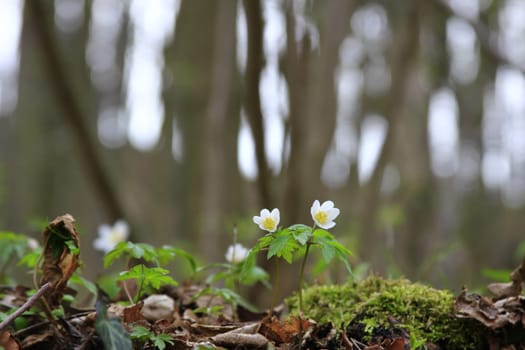 Blooming wood anemones