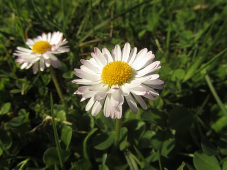 Perennial daisy - Bellis perennis