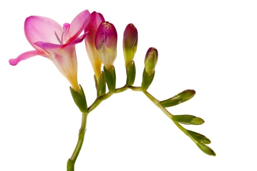 Freesias with flower and cots against a white background