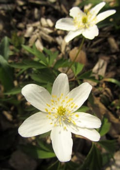 Wood anemone - Anemone nemorosa