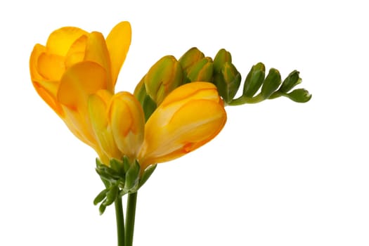 Freesias with flower and cots against a white background