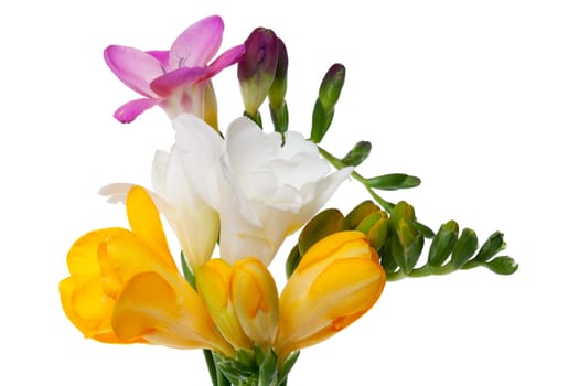 Freesias with flower and cots against a white background