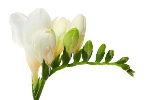Freesias with flower and cots against a white background