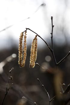 Hazel catkins backlit