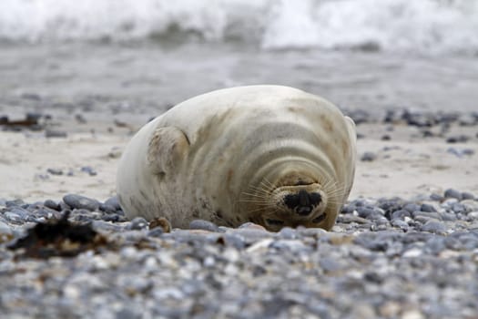 Grey seal on the beach of the Heligoland dune