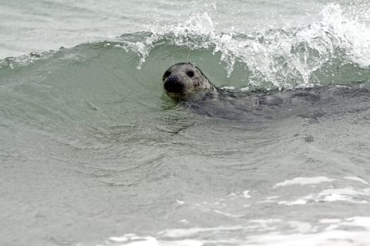 Grey seal on the beach of the Heligoland dune