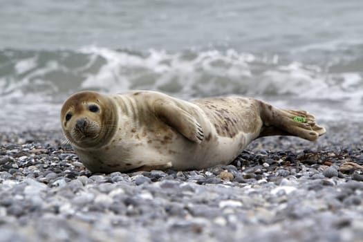 Grey seal on the beach of the Heligoland dune